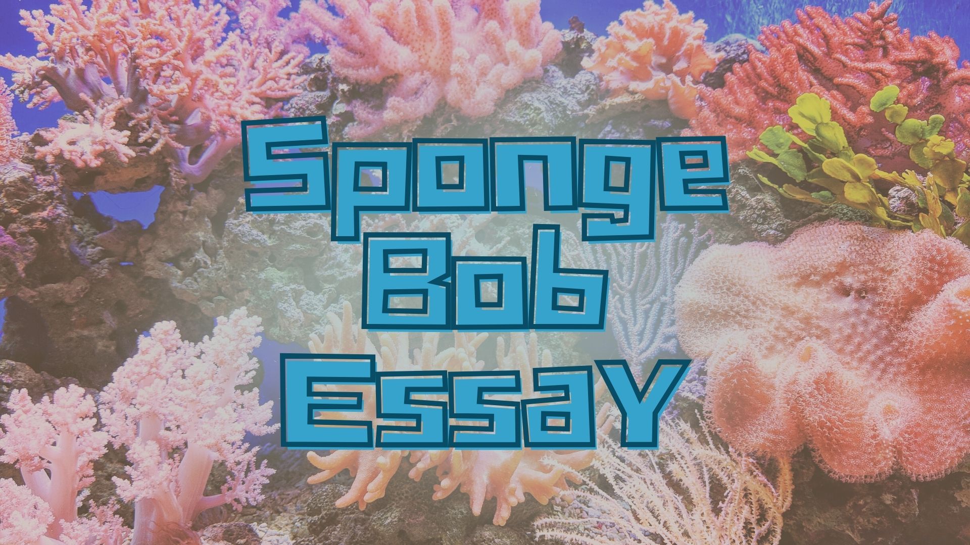 spongebob essay